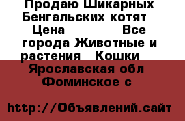 Продаю Шикарных Бенгальских котят › Цена ­ 17 000 - Все города Животные и растения » Кошки   . Ярославская обл.,Фоминское с.